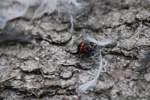 Pergamasus crassipes