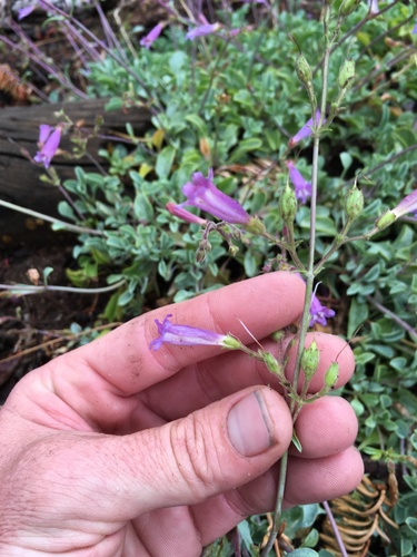 Image of Penstemon caesius by (c) Martin Purdy, some rights reserved (CC BY)