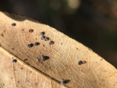 Euthoracaphis umbellulariae