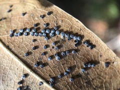 Euthoracaphis umbellulariae