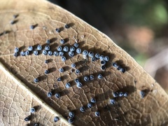 Euthoracaphis umbellulariae