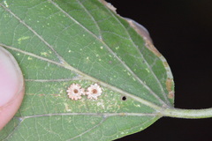 Celticecis capsularis