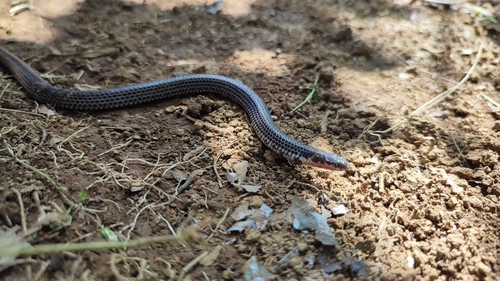 Linne's Dwarf Snake