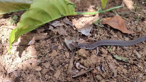 Linne's Dwarf Snake