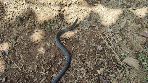 Linne's Dwarf Snake