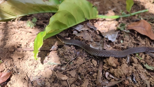 Linne's Dwarf Snake