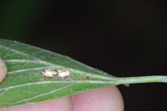 Celticecis capsularis