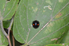 Chilocorus stigma