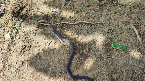 Linne's Dwarf Snake