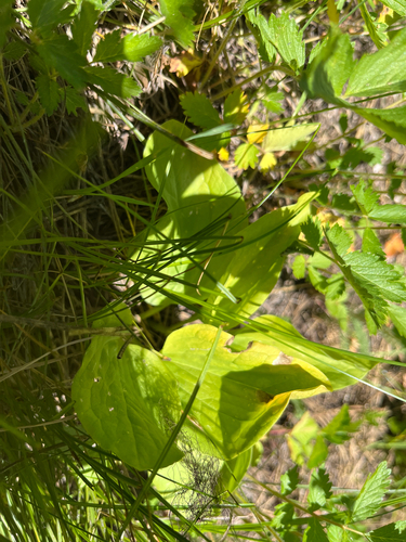 Trillium petiolatum, photograph 1