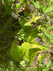 Trillium petiolatum, photograph (c) harrier, some rights reserved (CC BY)