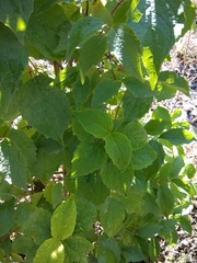 Philadelphus caucasicus