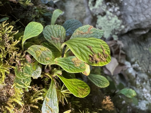Antrophyum reticulatum observed 2025-04-20