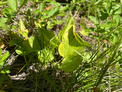 Idaho trillium (Trillium petiolatum)