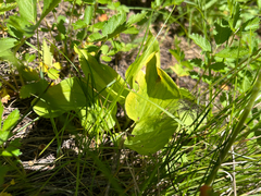 Trillium petiolatum