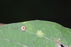 Celticecis capsularis