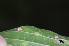 Celticecis capsularis