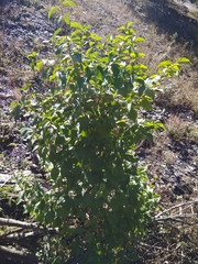 Philadelphus caucasicus