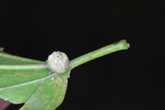 Celticecis pubescens