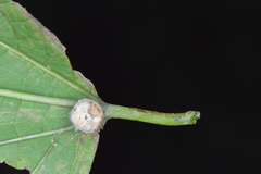 Celticecis pubescens