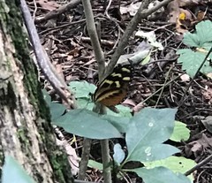 Mechanitis polymnia lycidice