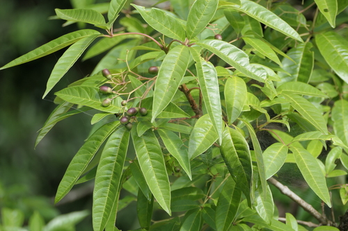 Vitex leucoxylon observed 2025-05-14