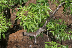 Vitex leucoxylon, photograph (c) Dinesh Valke, some rights reserved (CC BY-SA)