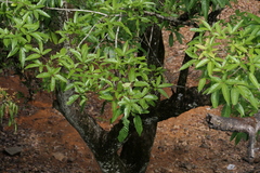 Vitex leucoxylon, photograph (c) Dinesh Valke, some rights reserved (CC BY-SA)