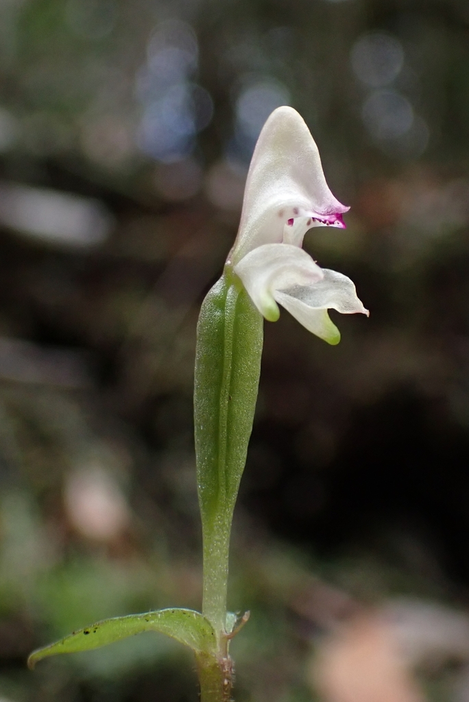 Disperis macowanii
