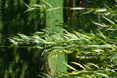 Salix × sepulcralis