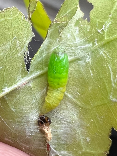 Olethreutes atrodentana