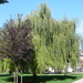 Golden Weeping Willow - Photo (c) Jana, some rights reserved (CC BY-NC), uploaded by Jana