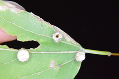 Celticecis pubescens