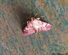 Epipaschia superatalis