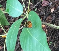 Mechanitis polymnia lycidice