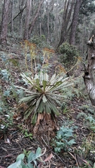 Espeletia corymbosa