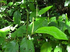 Piper tuberculatum
