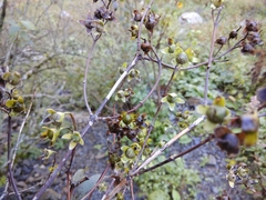 Philadelphus caucasicus