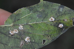 Celticecis capsularis