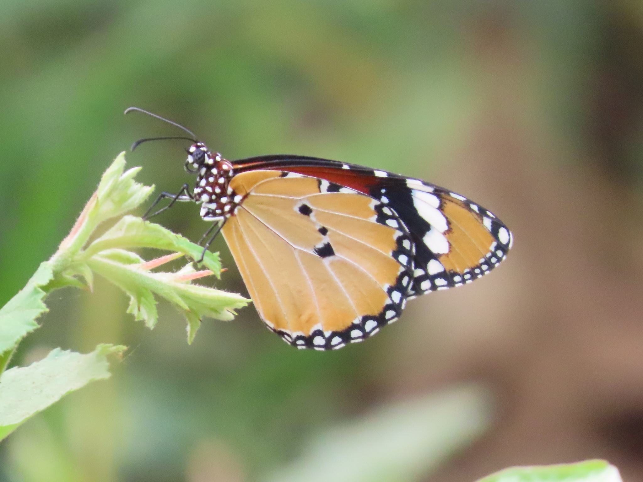 Plain Tiger