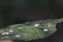 Celticecis capsularis