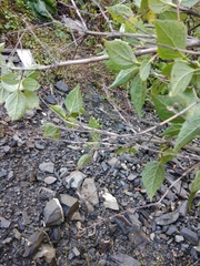 Philadelphus caucasicus