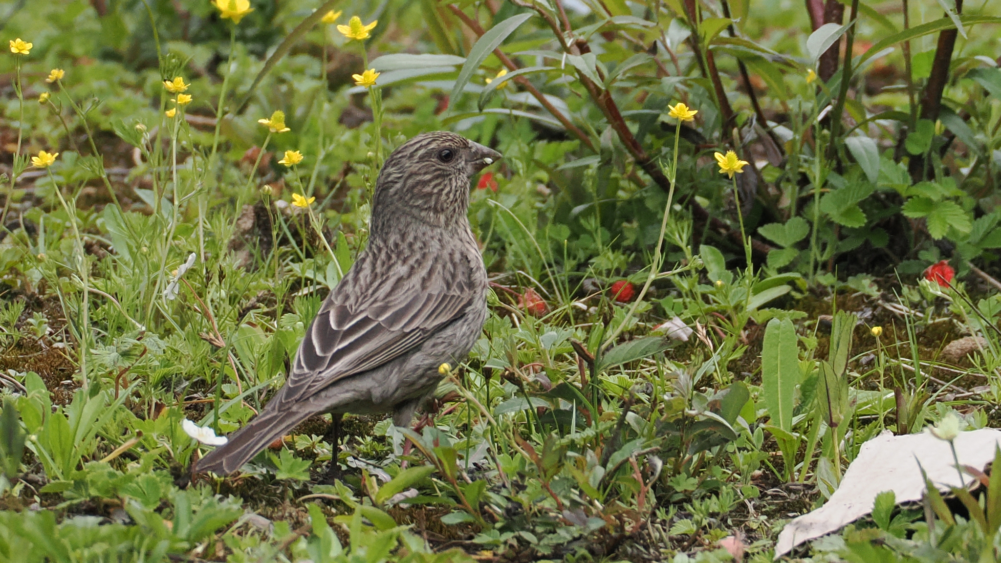Streaked Rosefinch