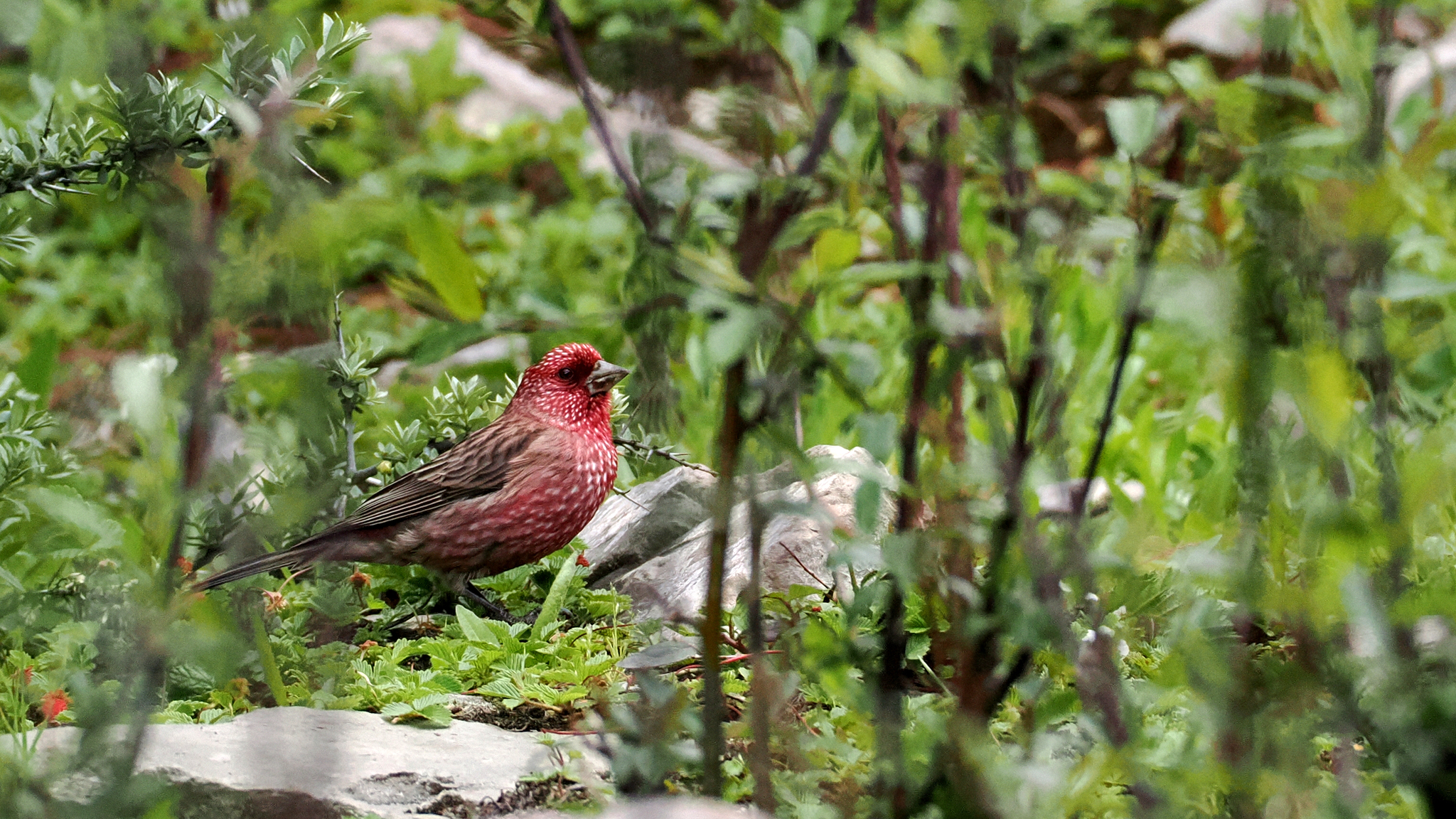 Streaked Rosefinch