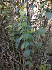 Philadelphus caucasicus