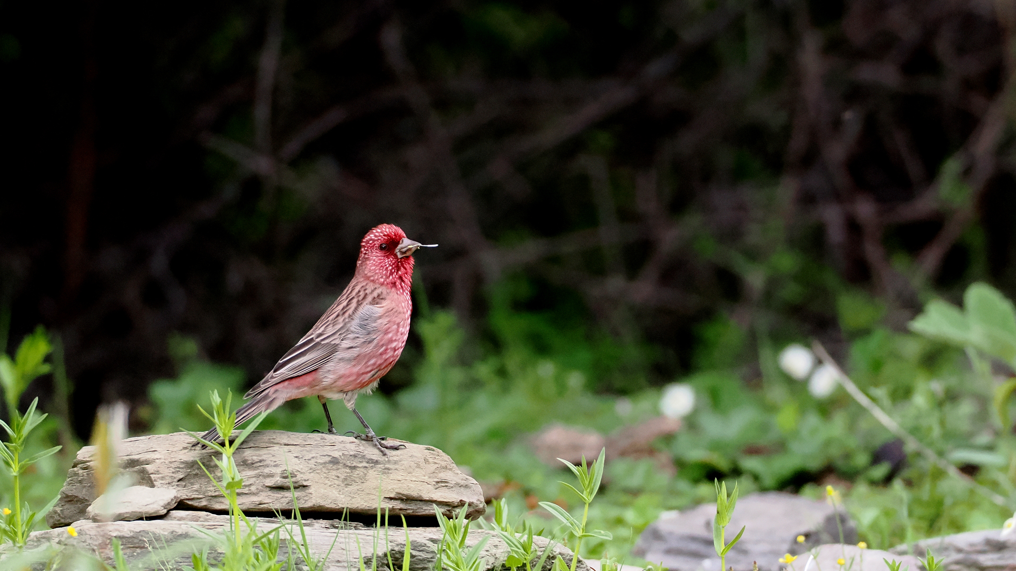 Streaked Rosefinch (Carpodacus rubicilloides), photo 1