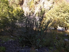 Philadelphus caucasicus