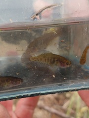 Austrolebias elongatus