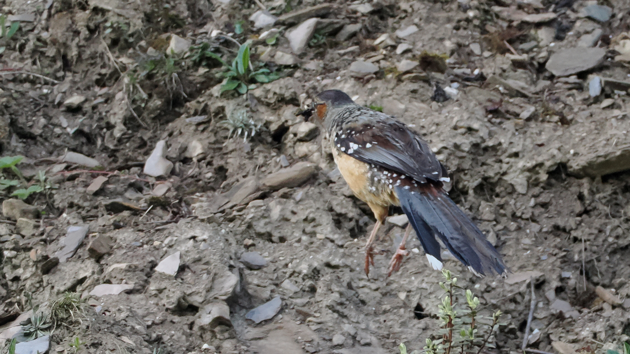 Giant Laughingthrush