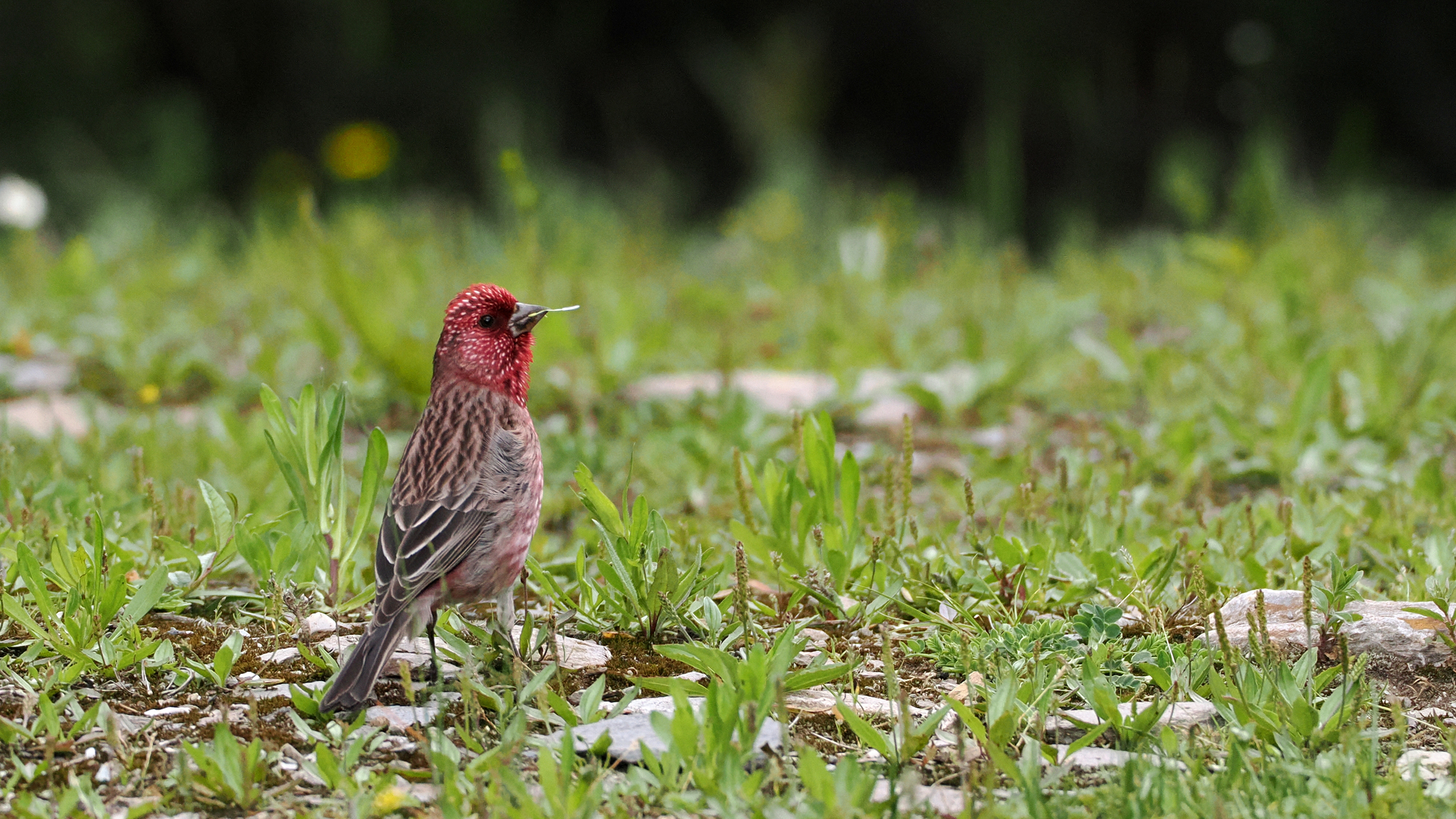 Streaked Rosefinch